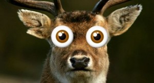 deer_in_the_headlights